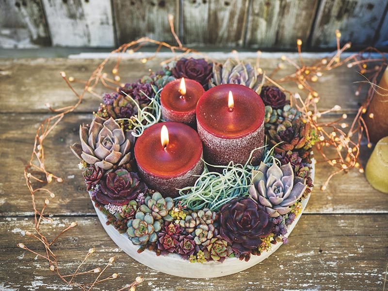 画像: 季節の寄せ植えレシピ 「クリスマスリースの寄せ植え」のつくり方