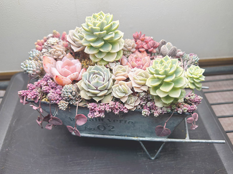 画像: 100日目の様子（前側）