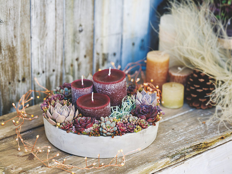 画像: 季節の寄せ植えを楽しむ 「クリスマスリースの寄せ植え」