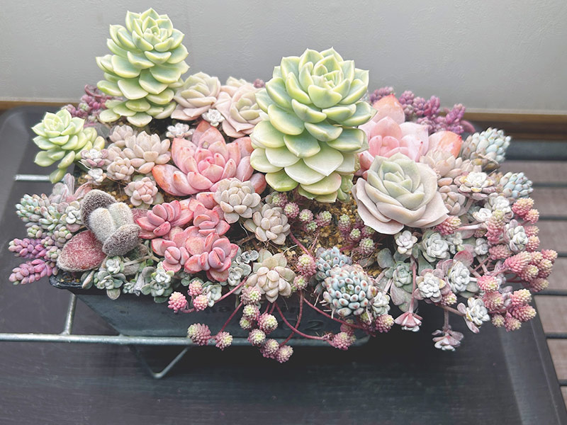 画像: 100日目の様子（後ろ側）