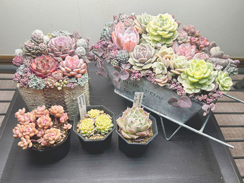 画像: 30日目の様子