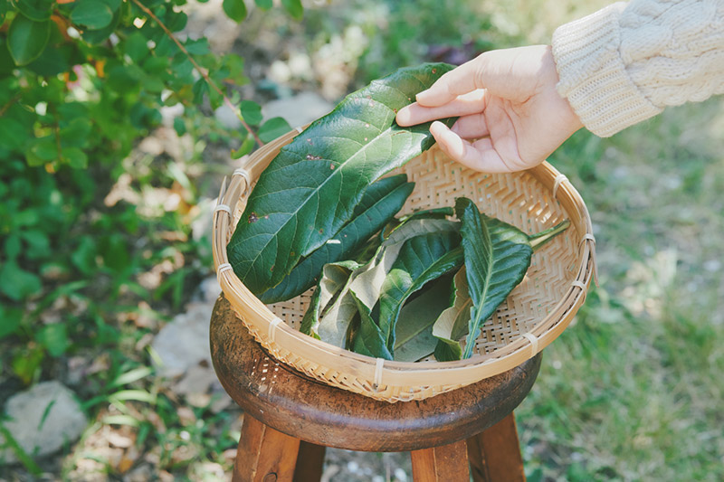 画像: 厚生労働省の「日本薬局方」にも掲載されているほど