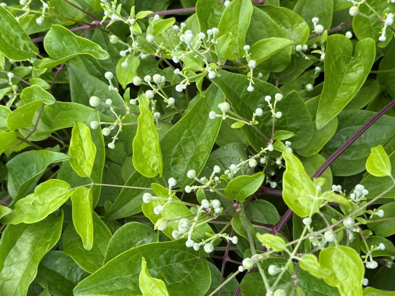 画像2: 植物の癒しの力「フラワーエッセンス」の使い方。心を奮いたたせたいとき、落ち着かせたいとき、よもやま・田中のり子さんのシーン別活用術