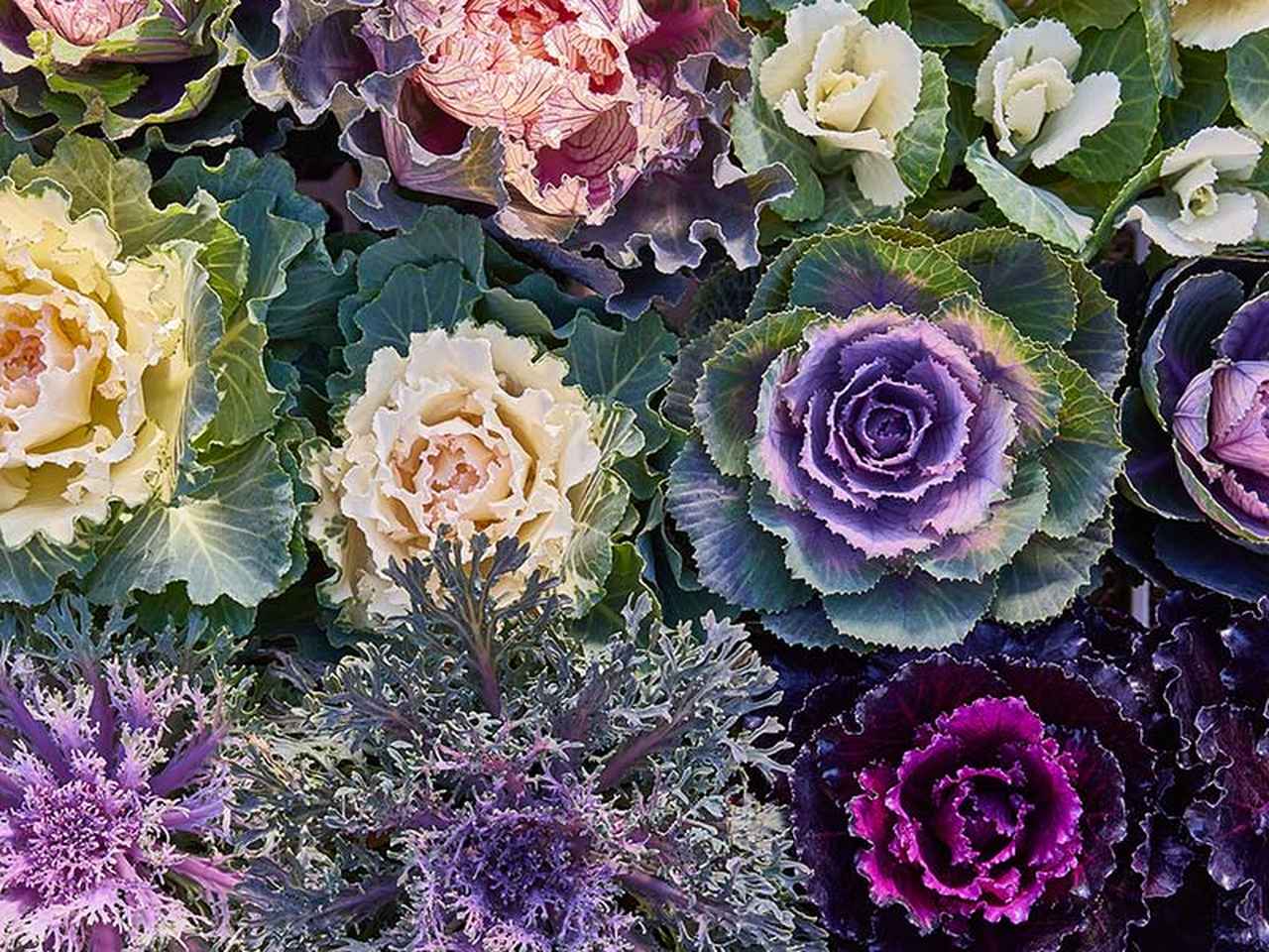 秋の寄せ植えにおすすめ「ハボタン」の魅力と育て方のコツ。色づく姿が