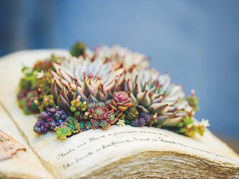 画像2: 季節の寄せ植えを楽しむ 「読書の秋の寄せ植え」