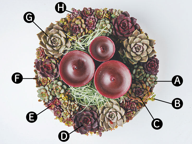 画像: 使用した苗