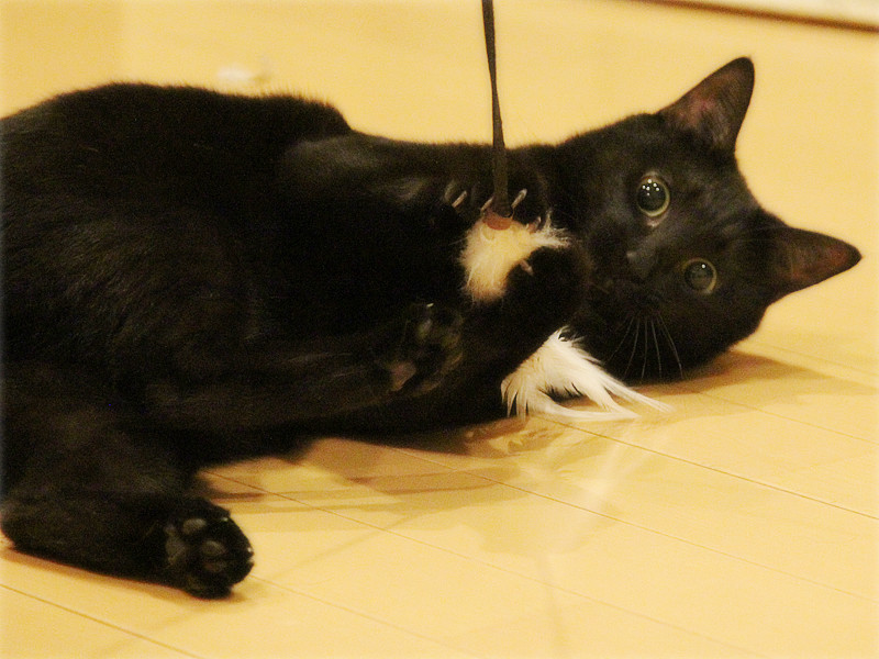 画像: 最後は捕まえてフィニッシュ