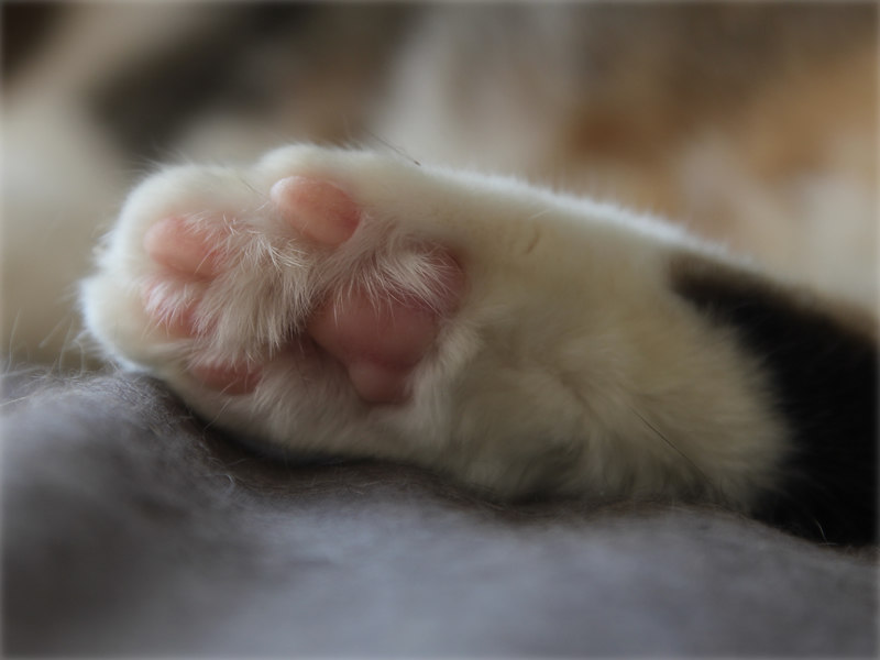 画像: でかおのもふもふ肉球