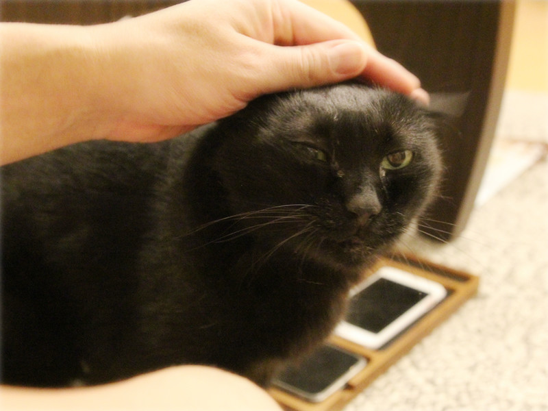 画像: クールダウンのなでなでタイム