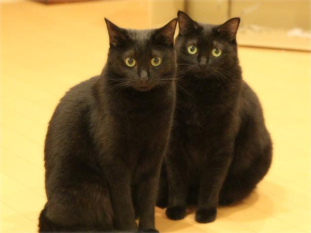 画像: 生きづらい世界で、猫が教えてくれたこと - 天然生活web