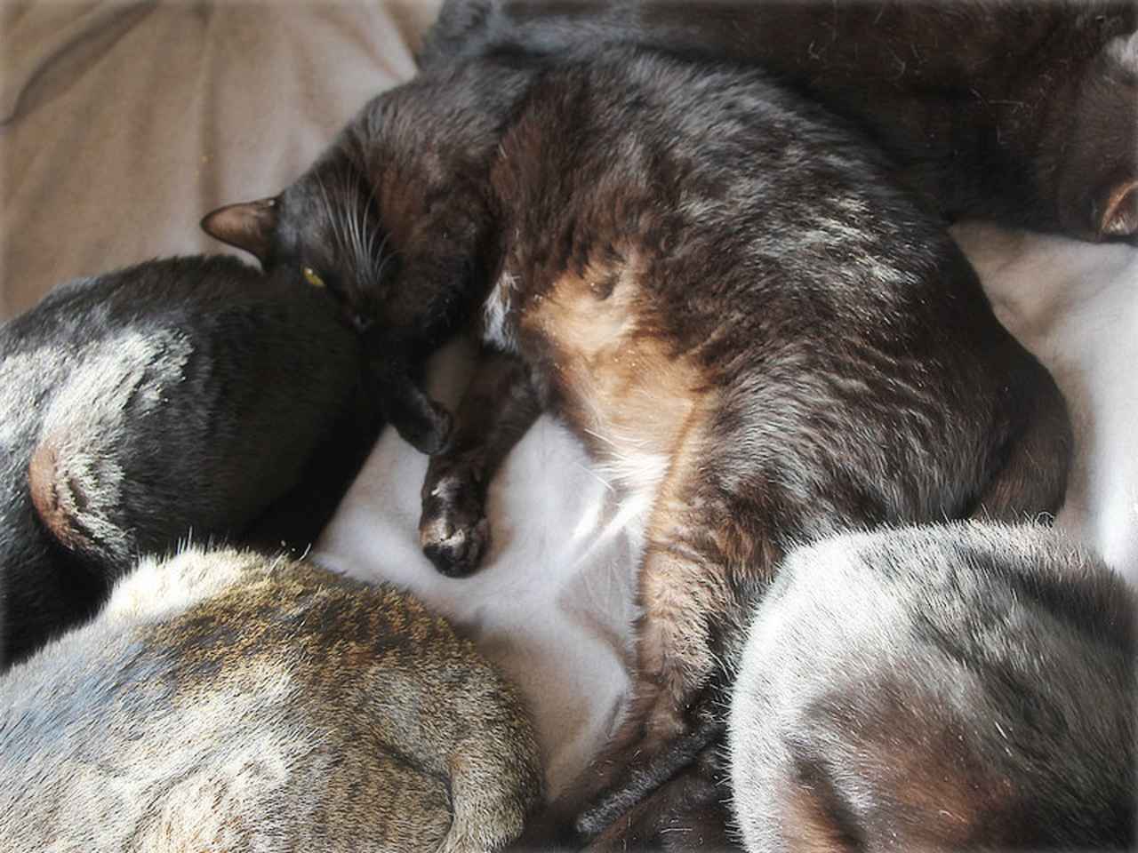 画像1: 猫から学んだ【優しさの循環】のヒント