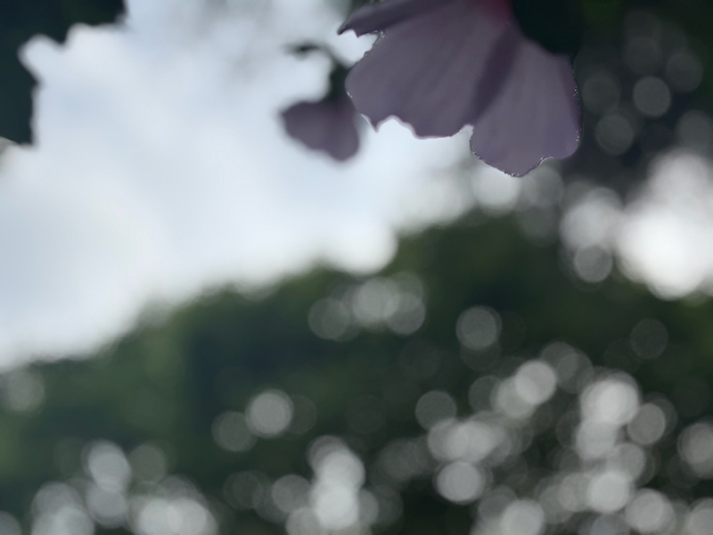 画像2: 自然との共生のためにできることは