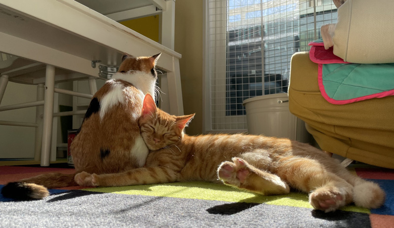 画像1: 冬になって、ぎゅっと近くに