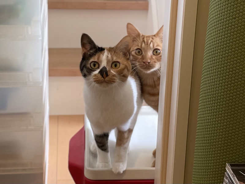 画像1: ふたりの食事情