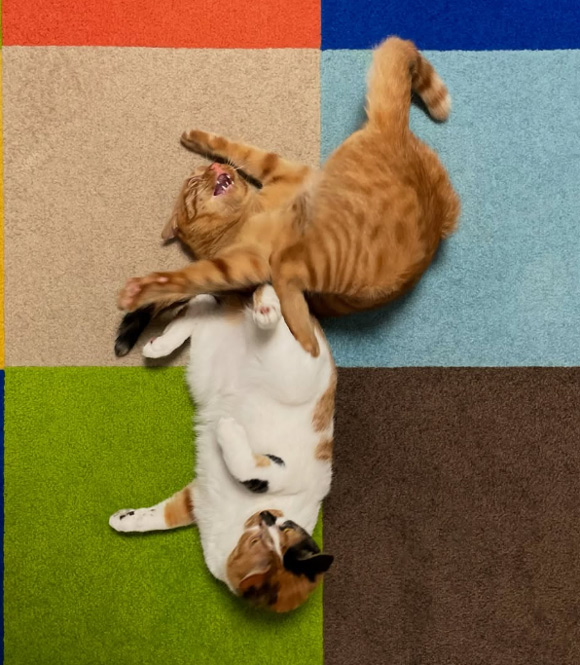 画像: 夜の追いかけっこで、家じゅうが大騒ぎ