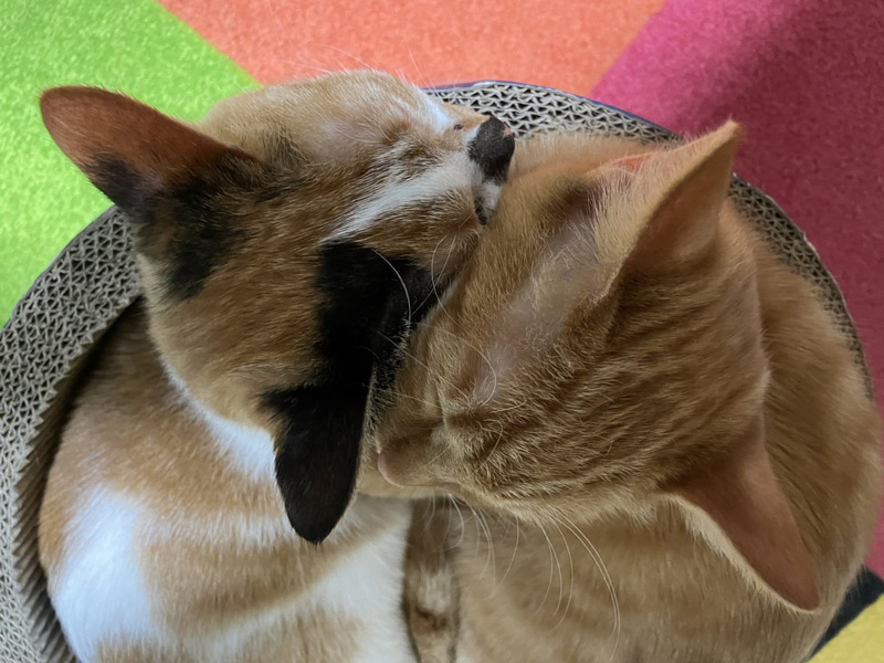 画像2: 冬になって、ぎゅっと近くに