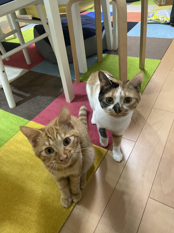 画像2: ふたりの食事情