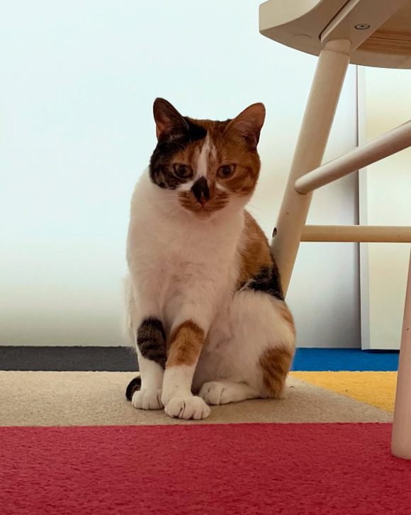 画像: 前足がハート模様の神楽