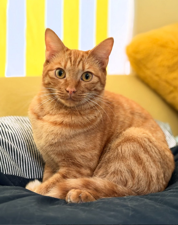 画像: 甘えん坊の琥珀