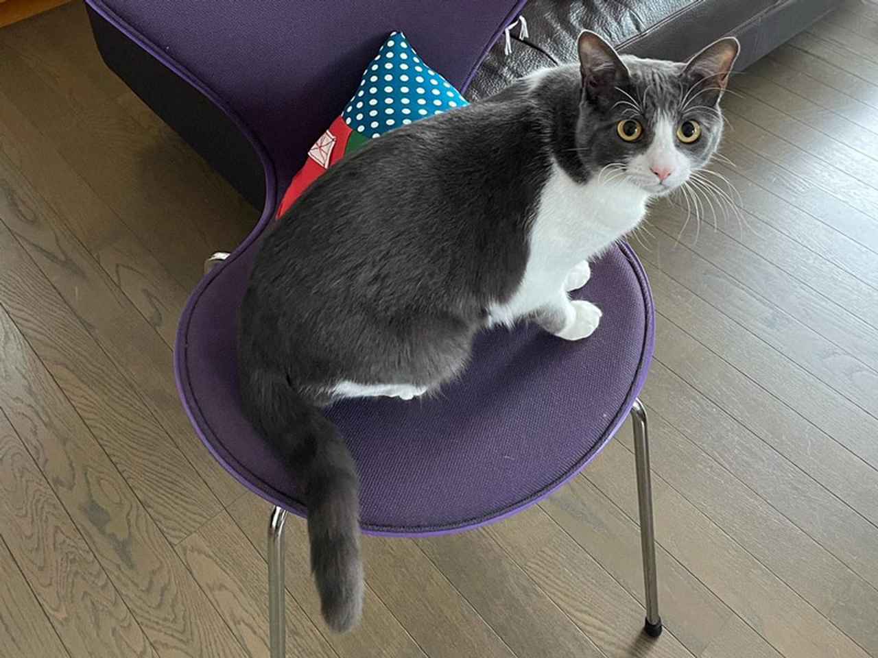 画像: 小笠原から船でやってきた“島の保護猫”フウイとの東京暮らし「小笠原ネコプロジェクト」｜天然ねこ生活／フウイ（5歳）＆ Nekoyukidarumaさん - 天然生活web