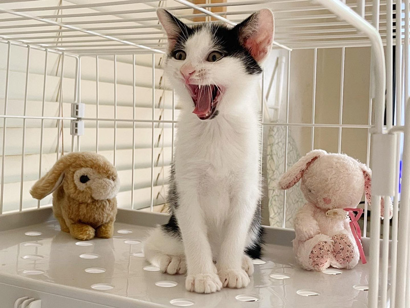 画像: 3匹の保護猫と「どんどん嫌われていく」飼い主の話。それでも“たまらなく愛おしい”私の片思い暮らし｜天然ねこ生活／ハウ（4歳半）ウタ（3歳）ノワ（3歳）＆リコさん - 天然生活web