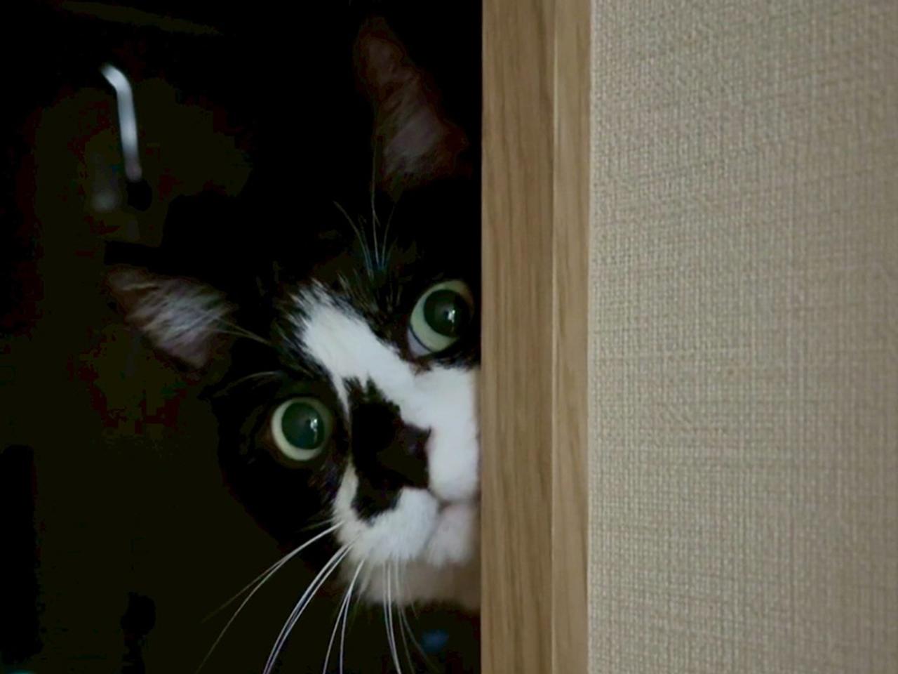 画像: 「地域猫」だったそらと“はじめて猫を飼う”私。ぜんぶはじめて、東京ふたり暮らし｜天然ねこ生活／そら（5歳）&繁田明希さん - 天然生活web