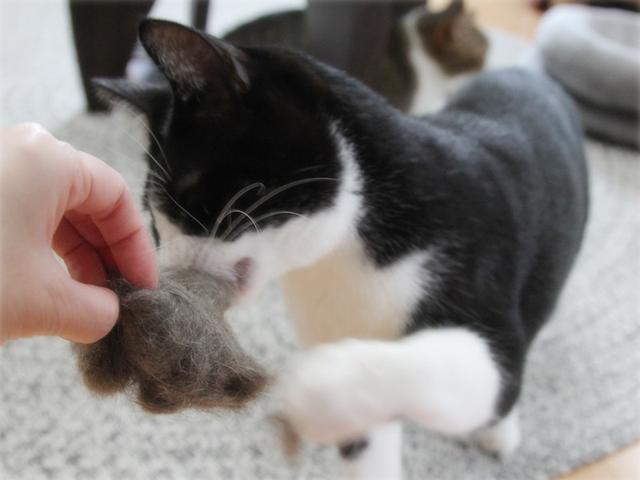 画像: 生きづらい世界で、猫が教えてくれたこと - 天然生活web