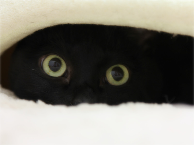 画像: 電気毛布と猫ベッドの間に潜ります