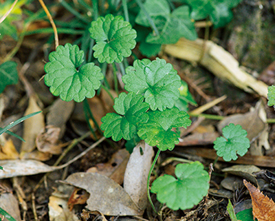 画像: カキドオシ
