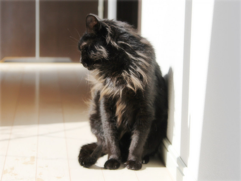 画像: お日さまに勝る暖房なし