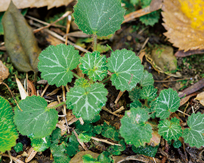 画像: ユキノシタ