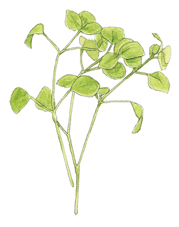 画像: はこべら