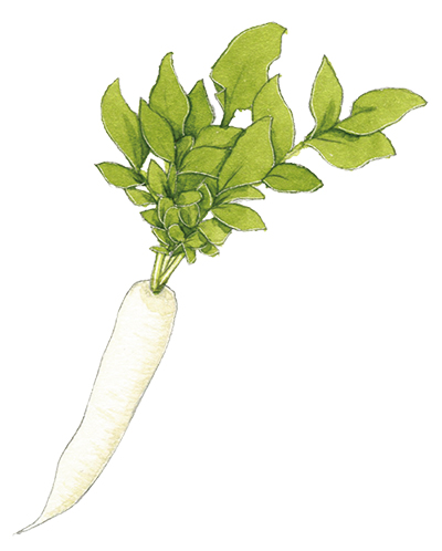 画像: すずしろ(大根)