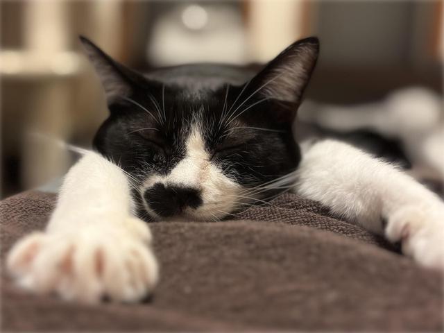 画像: 生きづらい世界で、猫が教えてくれたこと - 天然生活web