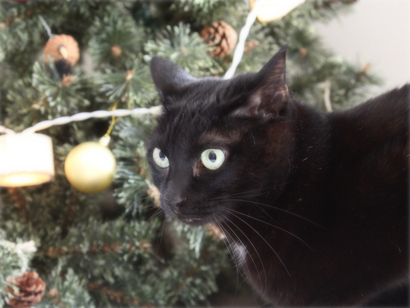 画像: 昔のツリーと今は亡きヒナ