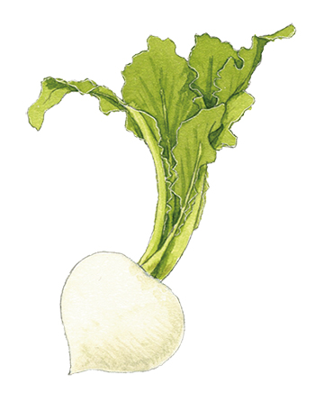 画像: すずな(かぶ)