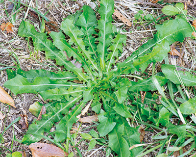 画像: セイヨウタンポポ