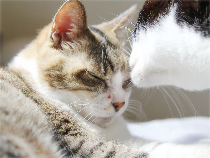 画像: ベッドの上では誰もが仲良し