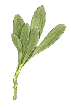 画像: ごぎょう