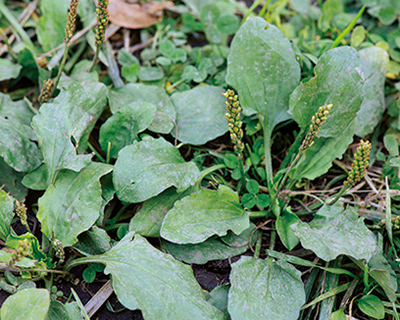 画像: オオバコ