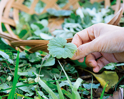 画像: 使う分を必要な分だけ摘む。根まで取らない