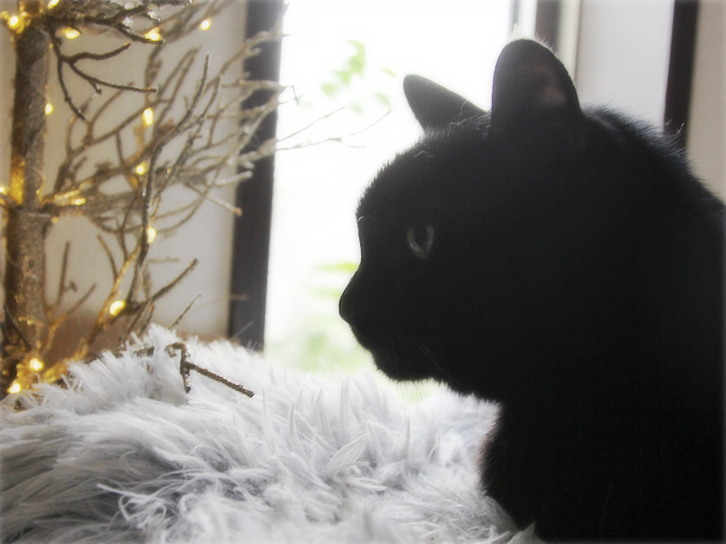 画像: クリスマスがやってきます