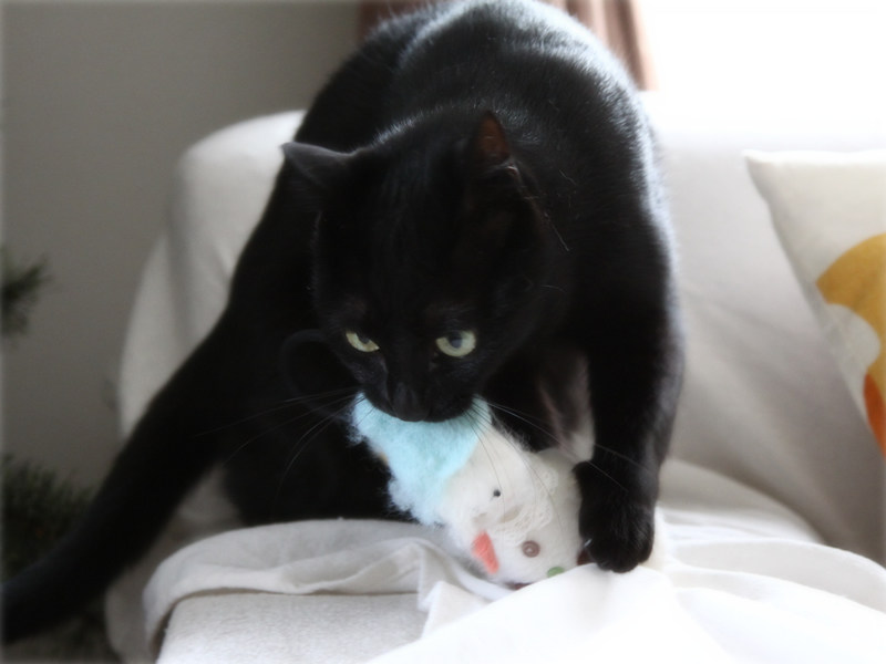 画像: 今はおとなしい老猫ウンも、かつてはオーナメントをボロボロに