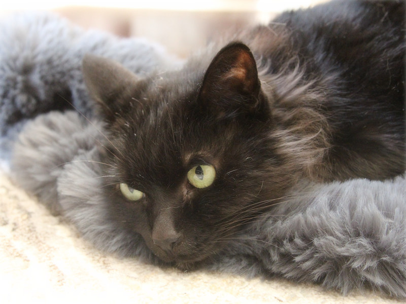 画像: ふかふかが大好きなちみ〜