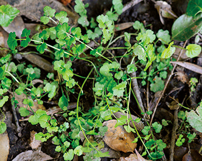 画像: タネツケバナ