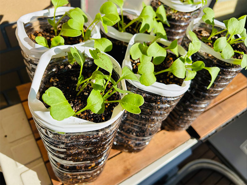 画像2: 光浦さんもお気に入り。わが家のペットボトル大根に芽が出ました