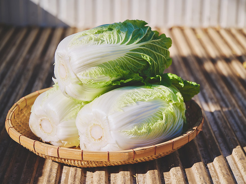 画像: 田倉農園のとれたて白菜。葉がパリッと生き生き