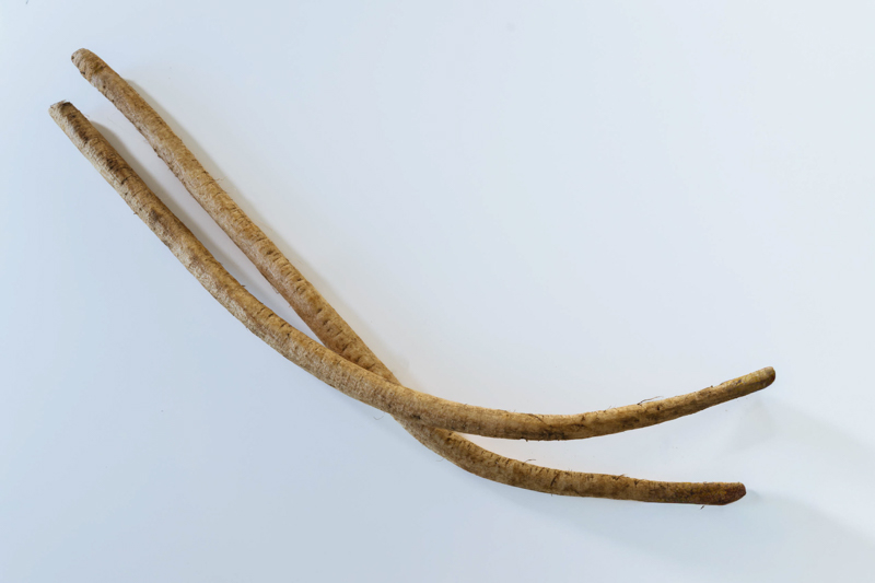 画像: ごぼうのこと