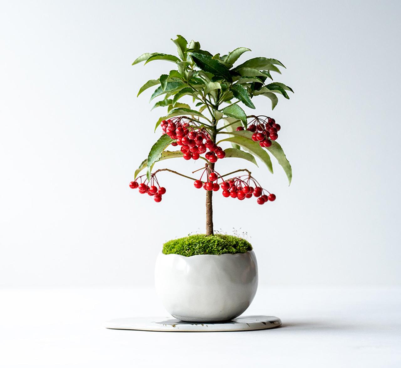 画像: 千両・万両(せんりょう・まんりょう) ― 豊かさを象徴する赤い実