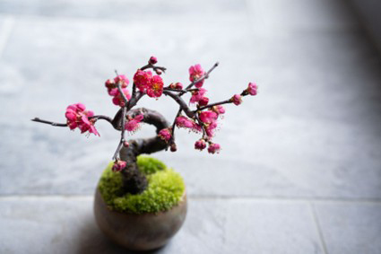 画像: 梅 (うめ)― 春を告げる、希望の花